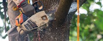 Best Storm Damage Tree Cleanup  in Airmont, NY