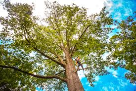 Best Tree Removal  in Airmont, NY