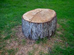 Best Emergency Tree Removal  in Airmont, NY