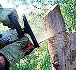 Best Tree and Shrub Care  in Airmont, NY