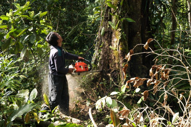 Best Tree Risk Assessment  in Airmont, NY