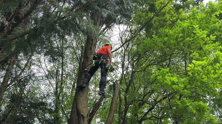 Best Palm Tree Trimming  in Airmont, NY