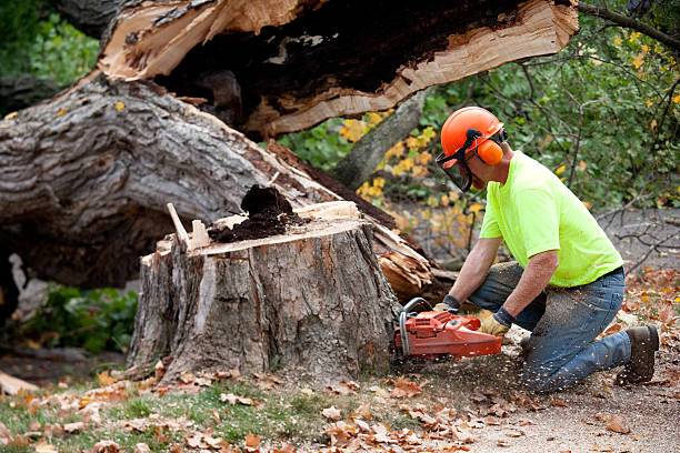 Best Storm Damage Tree Cleanup  in Airmont, NY